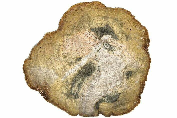 Polished Petrified Wood (Legume) Round - Texas #236480
